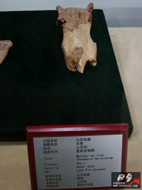 DSC00022.JPG