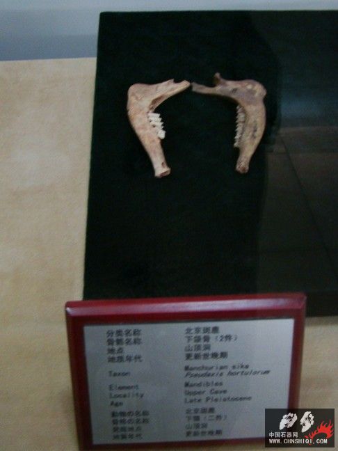 DSC00021.JPG