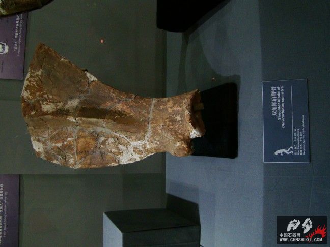DSC09785.JPG