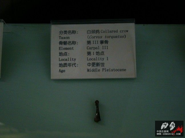 DSC09863.JPG