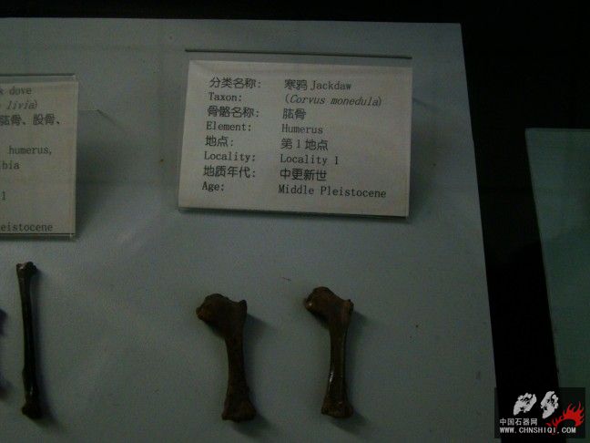 DSC09860.JPG