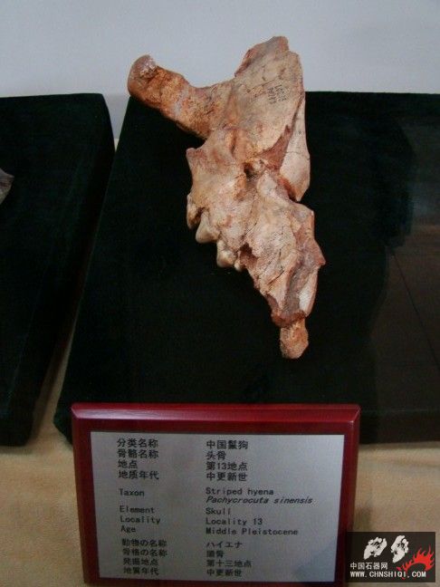 DSC09990.JPG