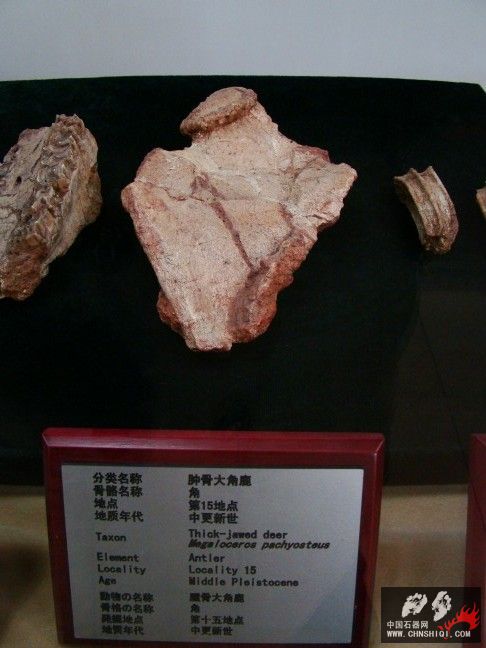 DSC09998.JPG