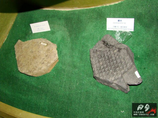 DSC02452.JPG