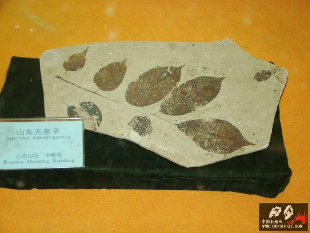 DSC02466.JPG