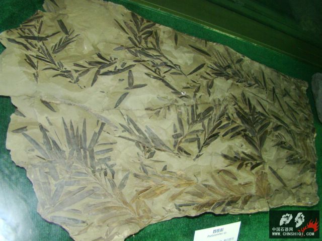 DSC02470.JPG