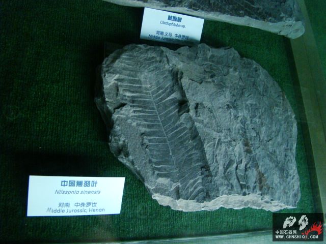 DSC02474.JPG