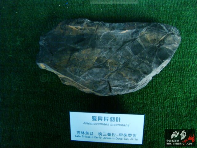 DSC02476.JPG
