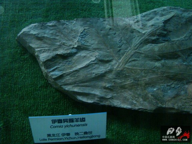 DSC02481.JPG