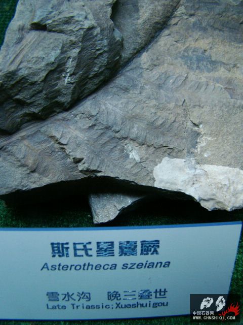 DSC02486.JPG