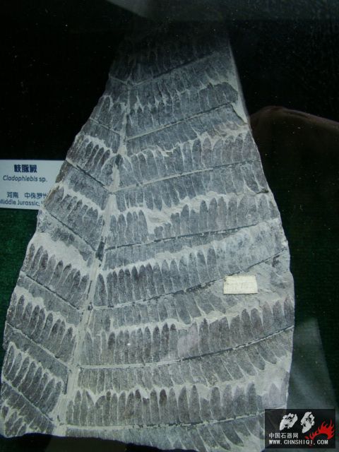 DSC02488.JPG