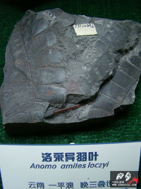 DSC02485.JPG