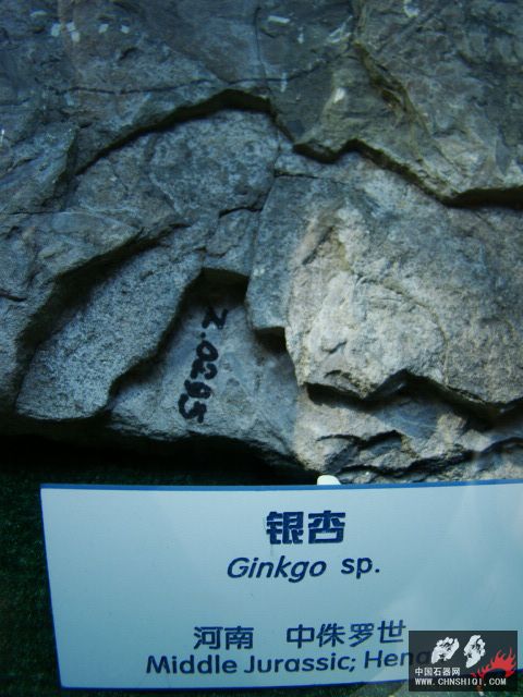 DSC02484.JPG