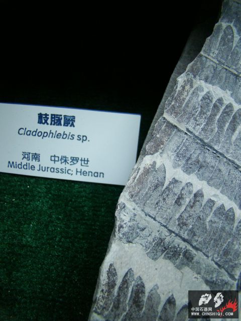 DSC02489.JPG