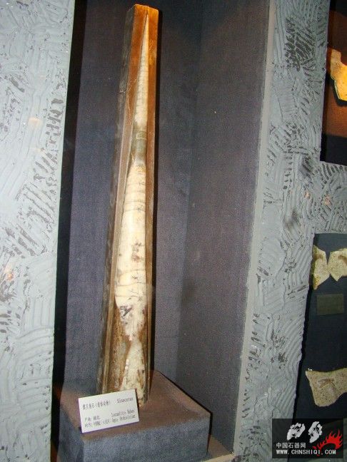 DSC06290.JPG