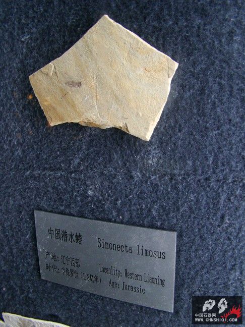 DSC06346.JPG
