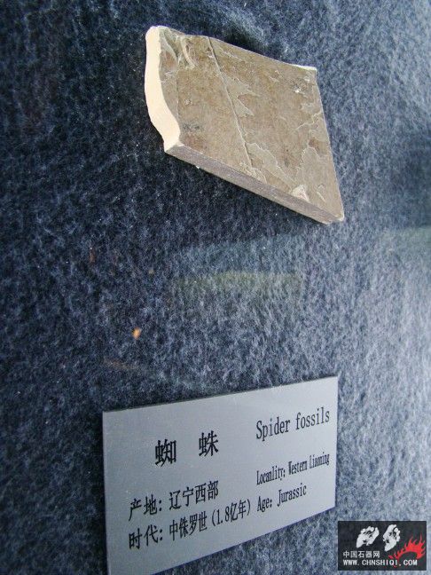 DSC06355.JPG