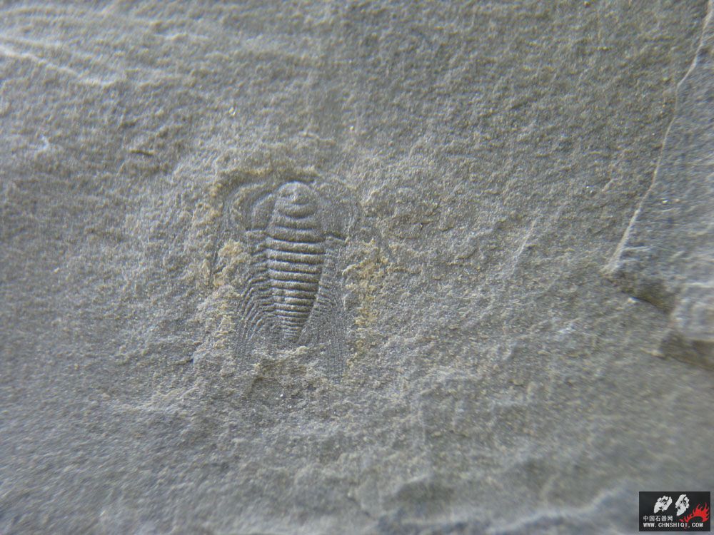 2010-5 (14).JPG