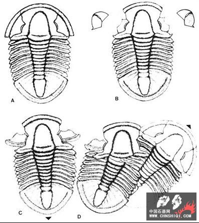 Asaphiscus wheeleriexuviation[3].jpg