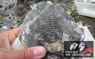 burgess_shale_fossil_trilobite.jpg