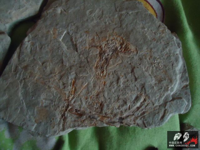 DSC00429.JPG