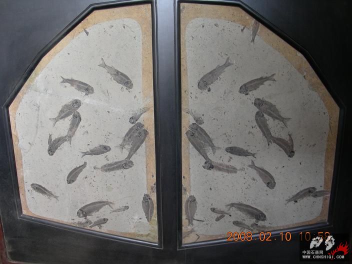 My-4中华狼鳍鱼。A_A产地：义县。时代：晚侏罗纪.JPG