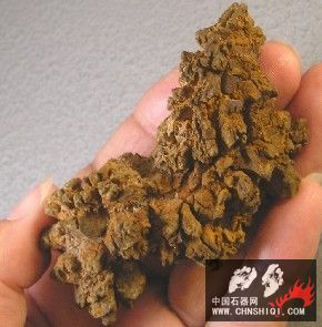 粪化石化石标本巨龟背船尾8厘米.jpg