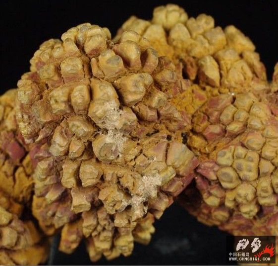 粪化石来自马达加斯加2-5.jpg
