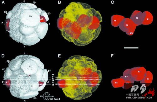胚胎化石三维图像.jpg
