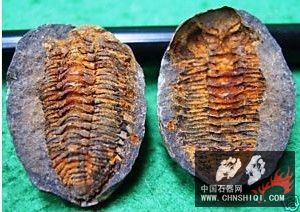 三叶虫6.jpg