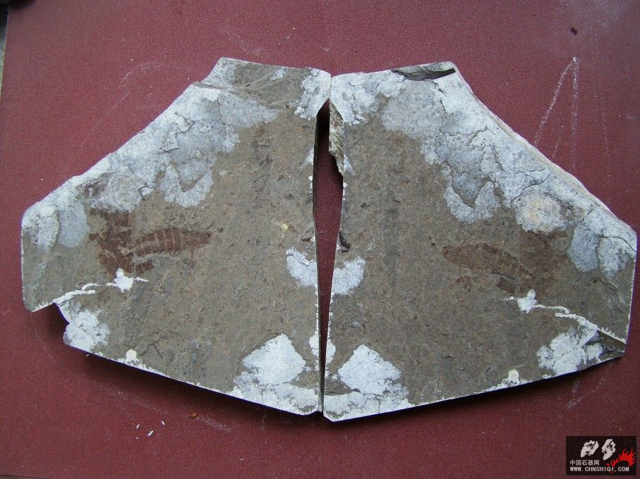 蝉1.jpg