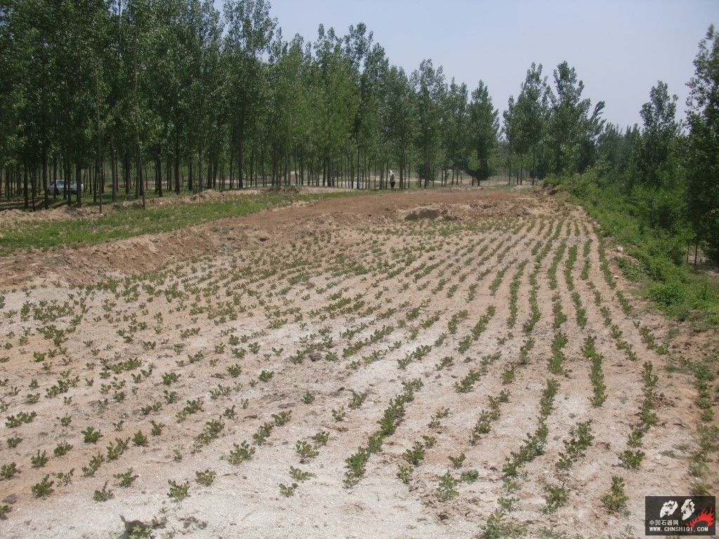 CIMG5303.JPG