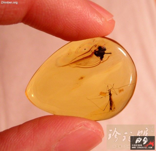 多米尼加猎蝽（四）-- 细脚蝽6.jpg