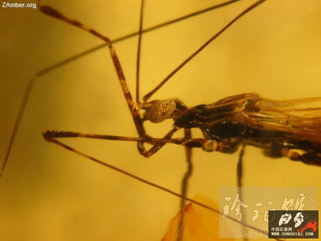 多米尼加猎蝽（四）-- 细脚蝽1.jpg