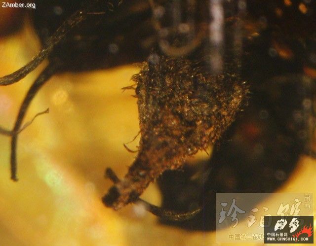 多米尼加猎蝽（四）-- 细脚蝽3.jpg