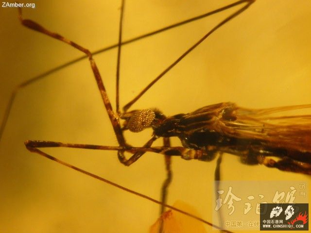 多米尼加猎蝽（四）-- 细脚蝽4.jpg