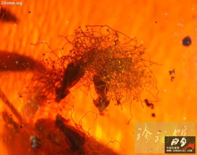 多米尼加猎蝽（四）-- 细脚蝽2.jpg