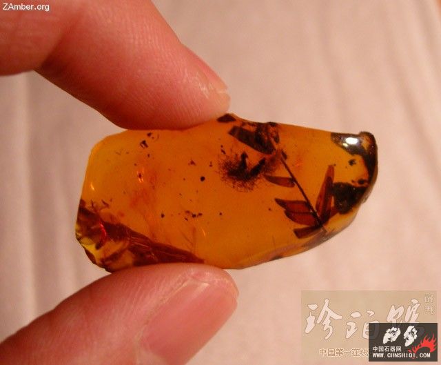 多米尼加猎蝽（四）-- 细脚蝽1.jpg