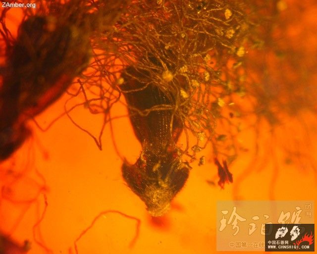 多米尼加猎蝽（四）-- 细脚蝽3.jpg