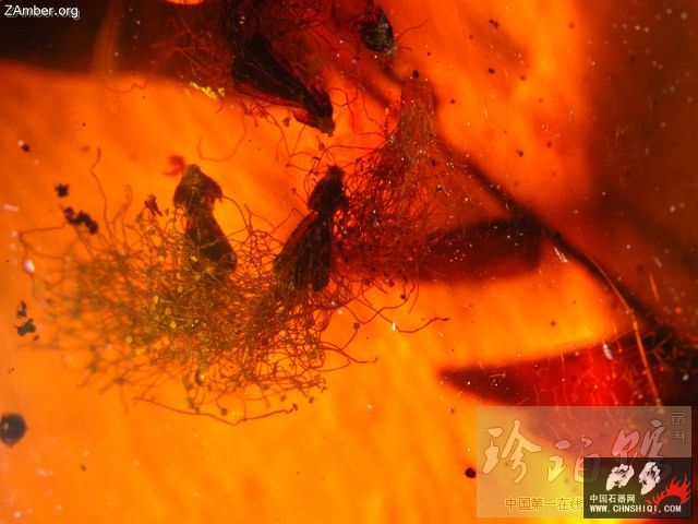多米尼加猎蝽（四）-- 细脚蝽6.jpg