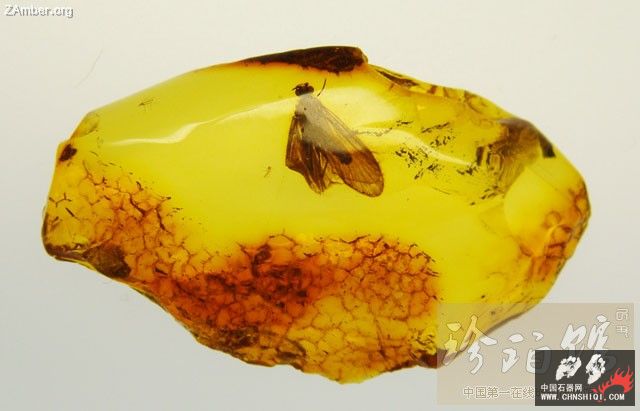 波罗的海甲虫4.jpg