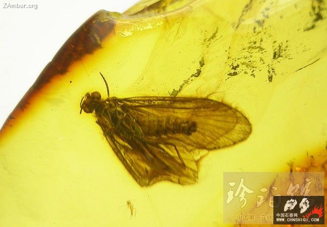 波罗的海甲虫1.jpg