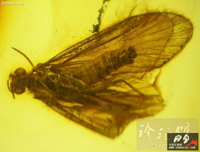 波罗的海甲虫2.jpg