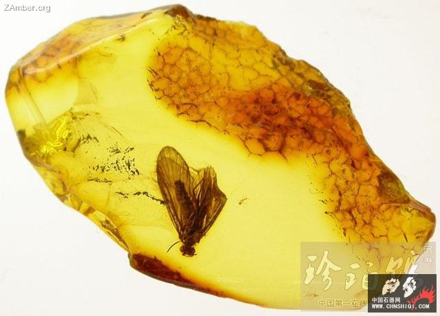 波罗的海甲虫3.jpg