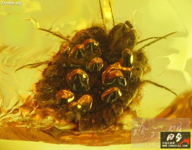 波罗的海雌介壳虫（二）1.jpg