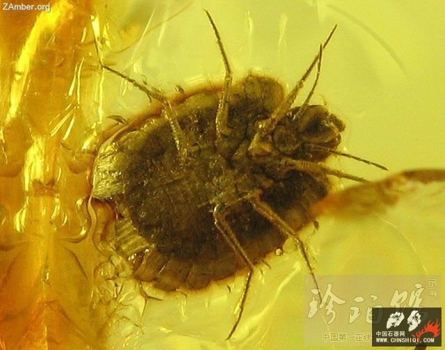 波罗的海雌介壳虫（二）2.jpg