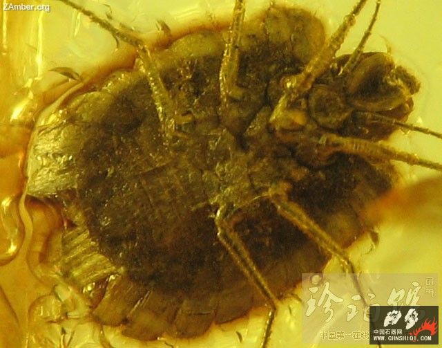 波罗的海雌介壳虫（二）3.jpg