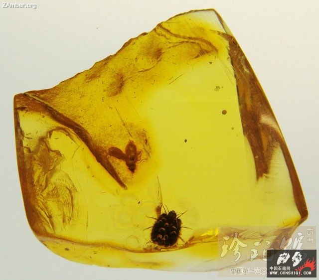 波罗的海雌介壳虫（二）4.jpg