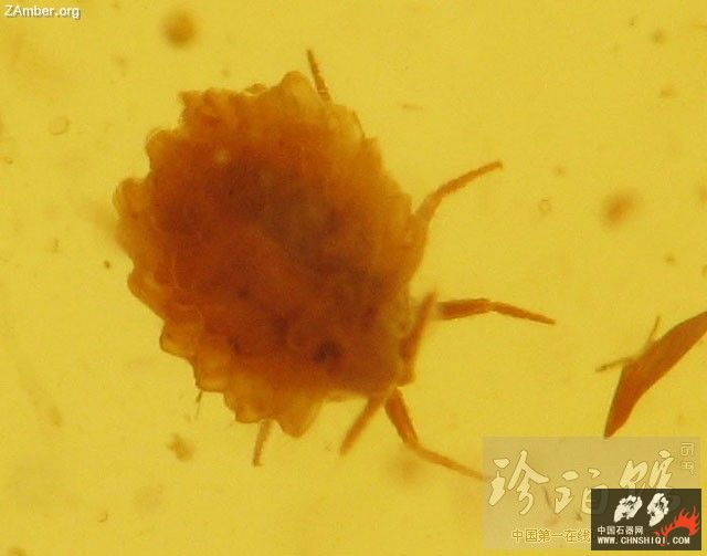 波罗的海雌介壳虫（一）2.jpg
