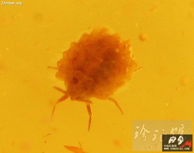 波罗的海雌介壳虫（一）1.jpg